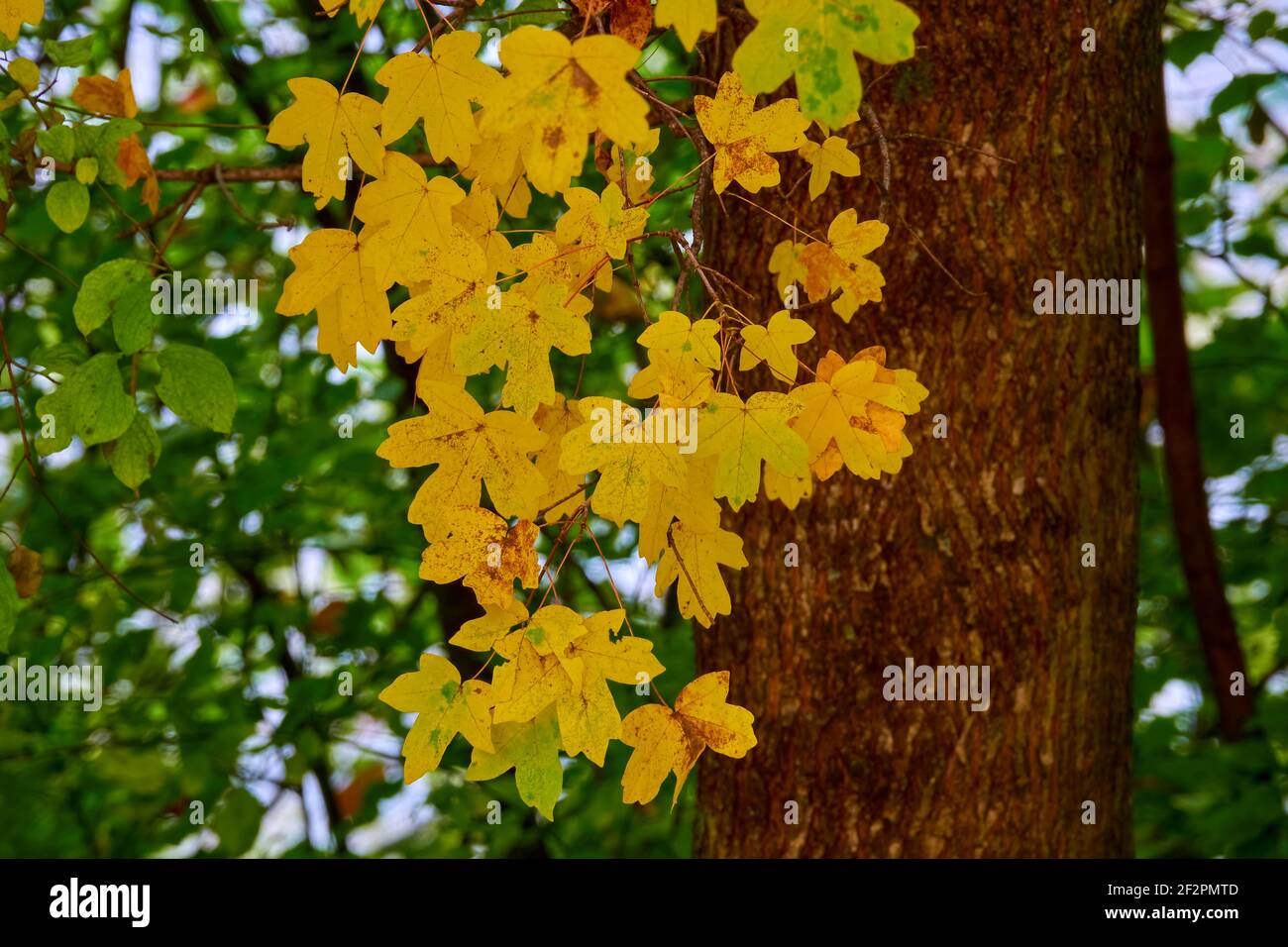 End of summer and beginning of autumn in the deciduous forest Stock Photo