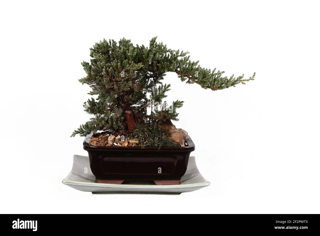 Potted mini Bonsai Japanese house tree cut out on a white background with one extruding branch as possible messy cultivation Stock Photo