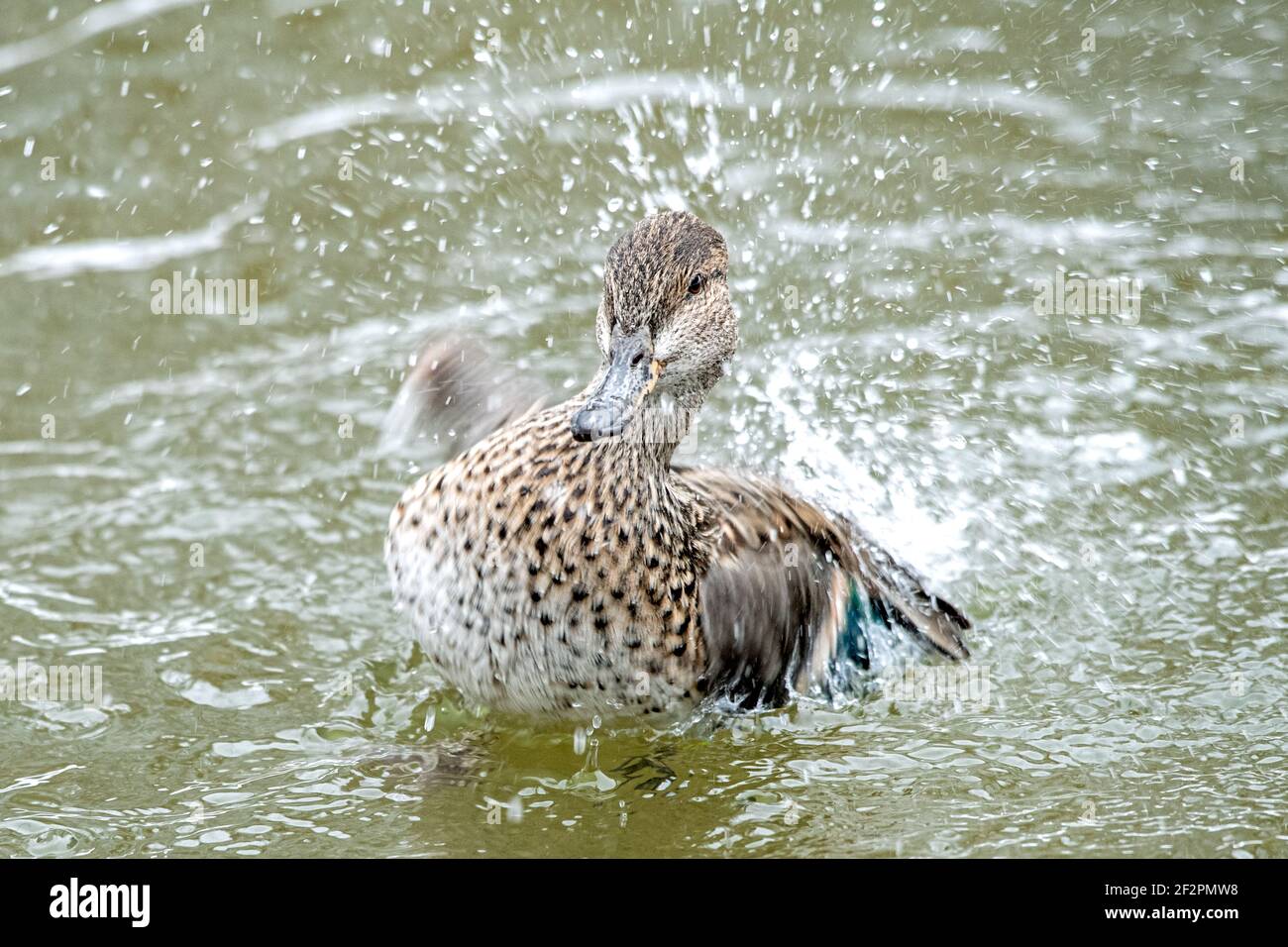 Teal in winter Stock Photo