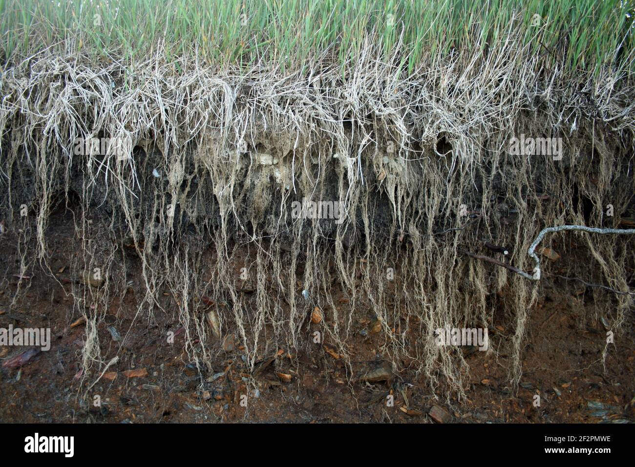Ecological hillside side view of soil erosion washed away exposing grass roots and dirt below ground Stock Photo
