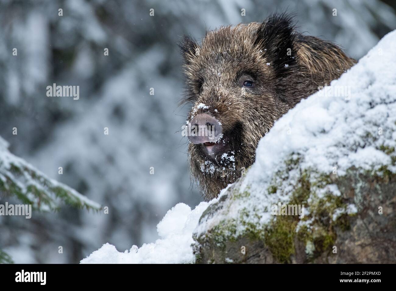 Black boar suidae hi-res stock photography and images - Alamy