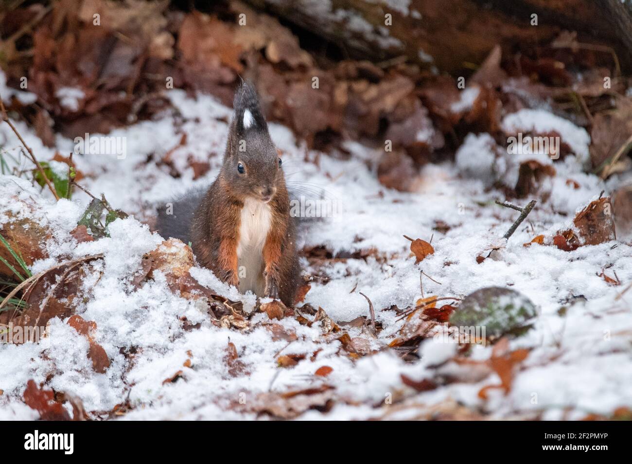 Squirrel in winter Stock Photo