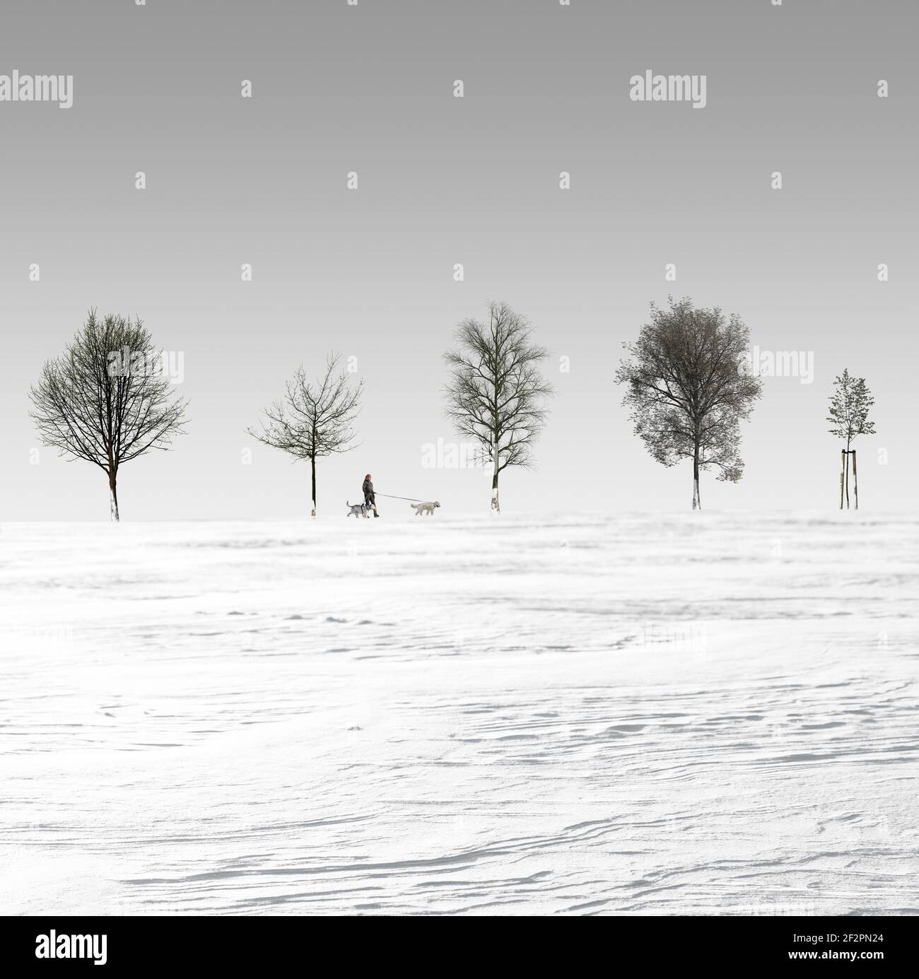 Walker with his two dogs in a winter landscape Stock Photo - Alamy