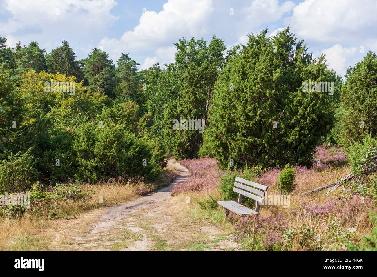 Heathland with heather bloom, Niederhaverbeck, Lüneburg Heath Nature Park, Lower Saxony, Germany Stock Photo