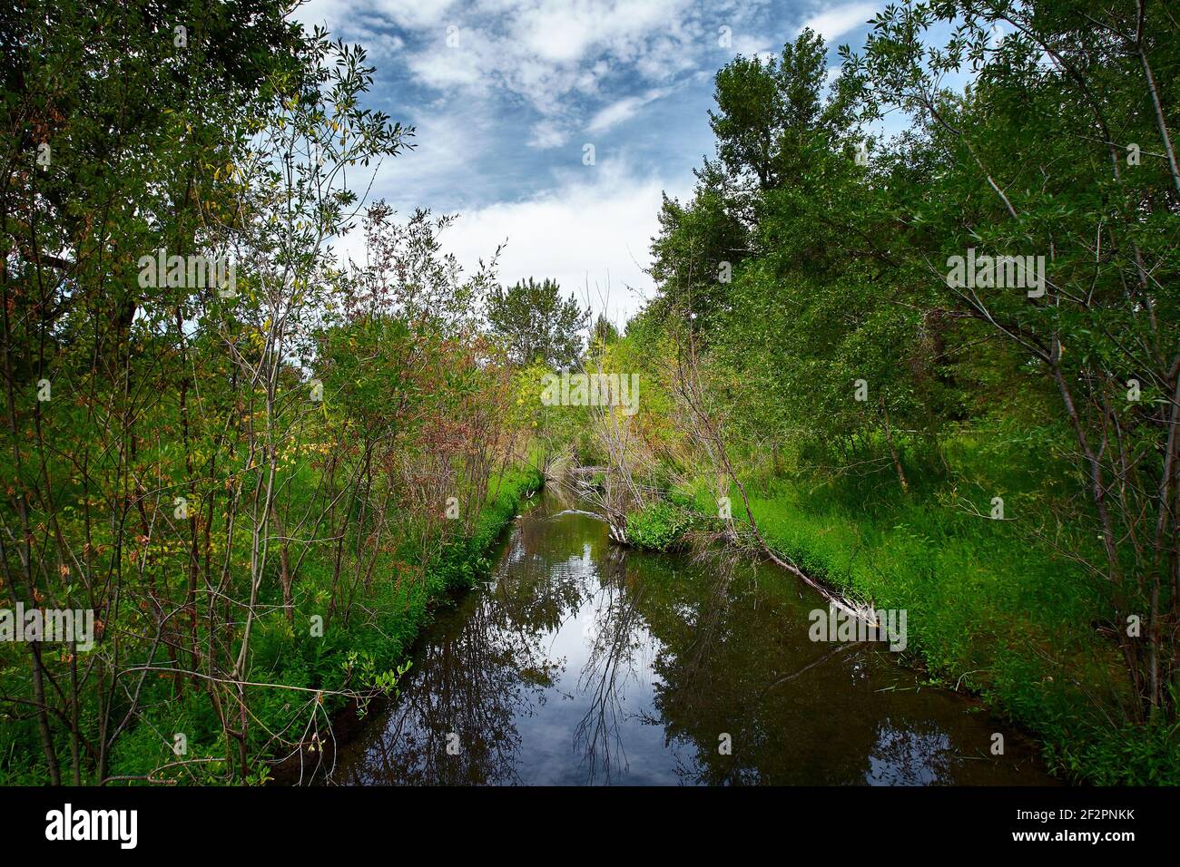 Flowing stream through small forest hi-res stock photography and images ...
