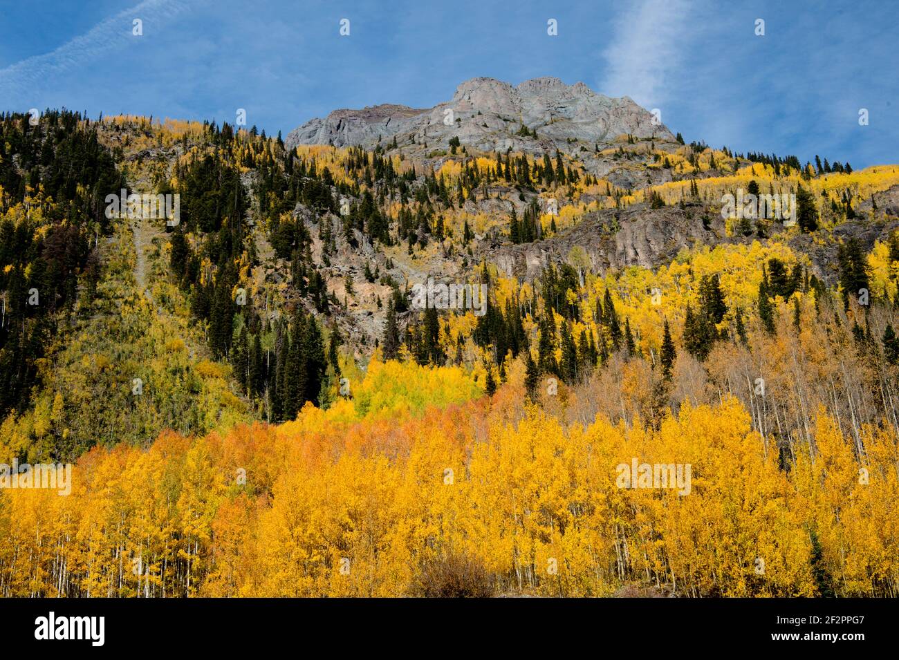 View of autumn quaking aspens above the Million Dollar Highway between Ouray and Silverton in SW Colorado Stock Photo