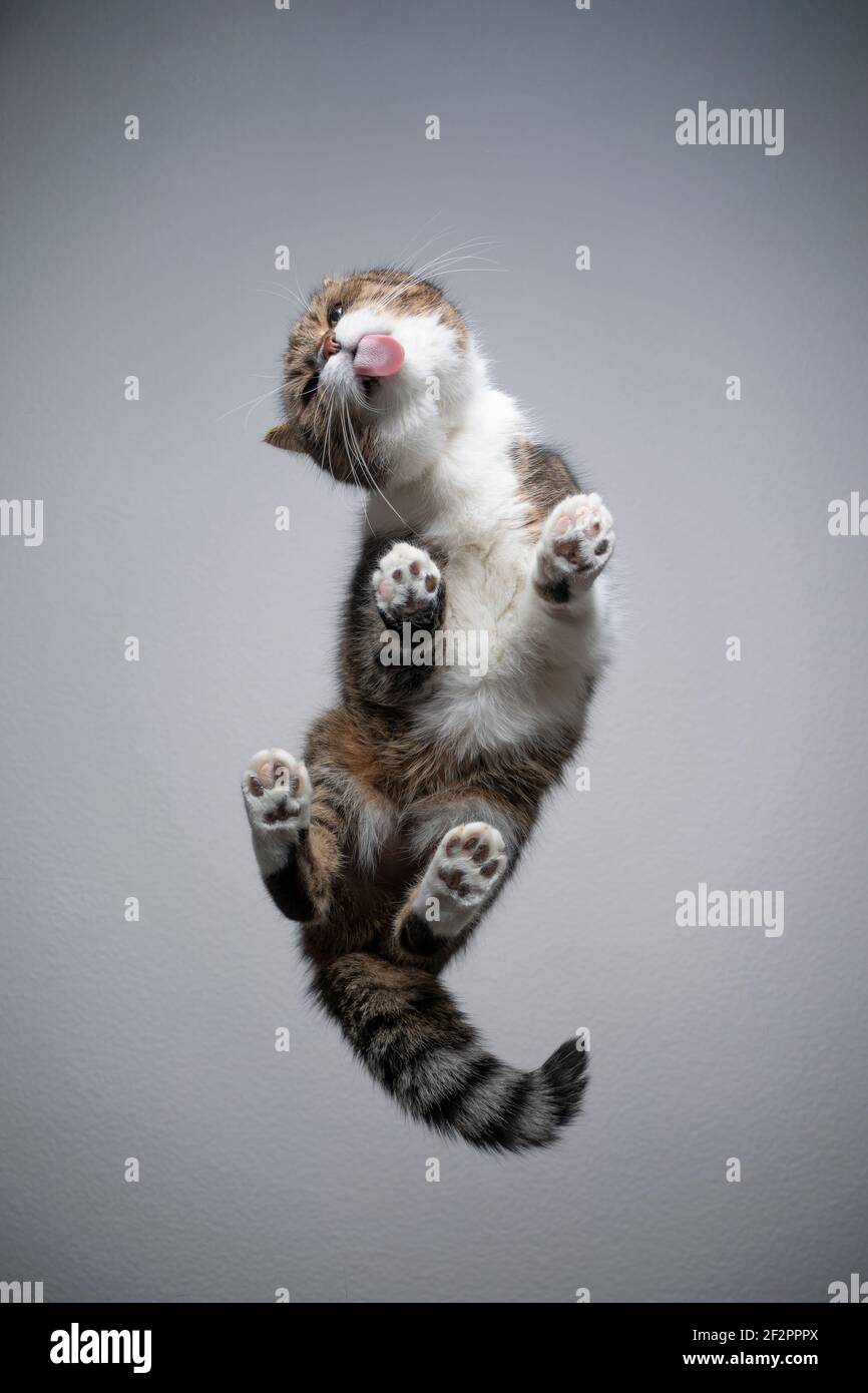 Cat table glass online