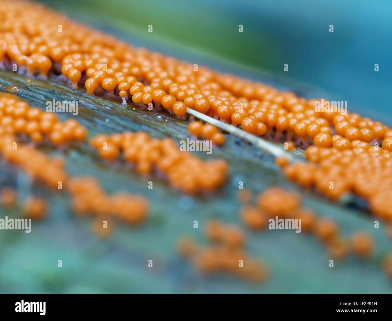 Orange slime mold in autumn Stock Photo