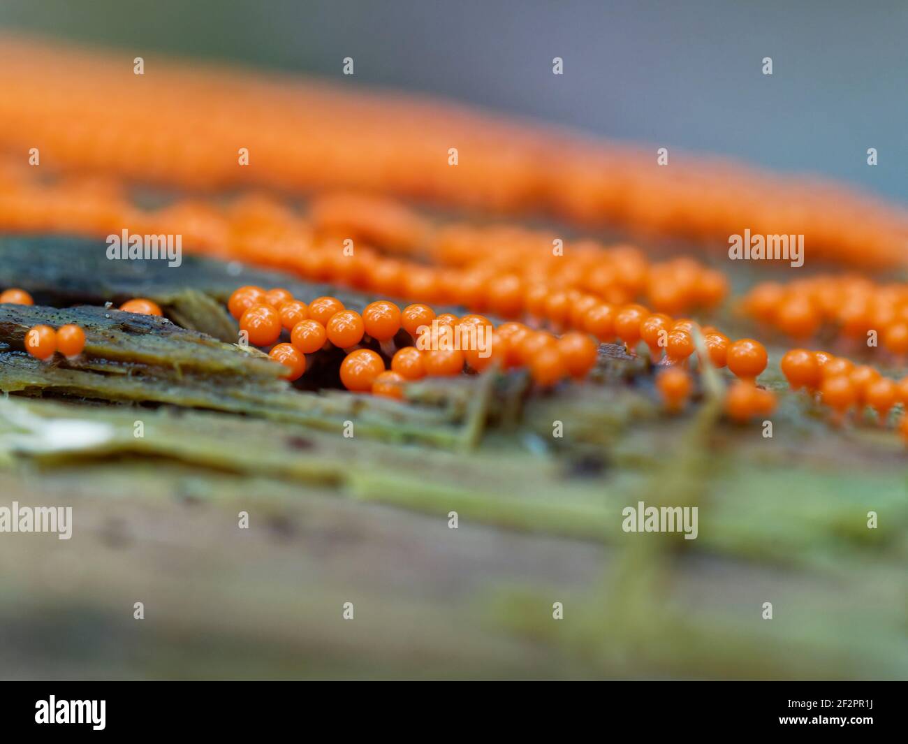 Orange slime mold in autumn Stock Photo