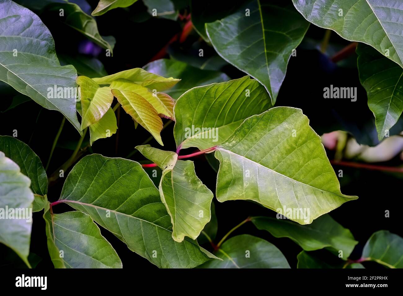 Leaves of the medicinal plant (very poisonous) poison sumac, Rhus