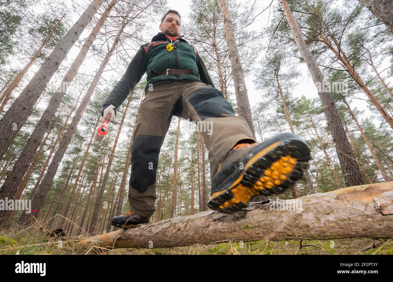 Meinersen, Germany. 11th Mar, 2021. Florian Roffka, forester and head of the Ringelah district forester's office, marks diseased pines in a pine forest belonging to the Lower Saxony State Forests in the district of Gifhorn. With the drought comes the fungus: With the pine, the next tree species is now affected by forest dieback. The fungus Diplodia attacks the pines and causes massive damage. Credit: Julian Stratenschulte/dpa/Alamy Live News Stock Photo