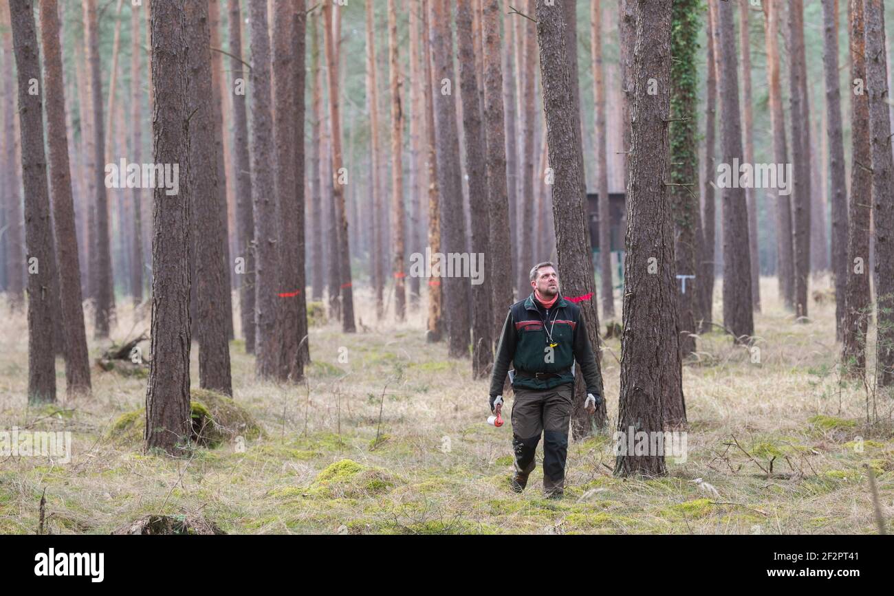 Meinersen, Germany. 11th Mar, 2021. Florian Roffka, forester and head of the Ringelah district forester's office, marks diseased pines in a pine forest belonging to the Lower Saxony State Forests in the district of Gifhorn. With the drought comes the fungus: With the pine, the next tree species is now affected by forest dieback. The fungus Diplodia attacks the pines and causes massive damage. Credit: Julian Stratenschulte/dpa/Alamy Live News Stock Photo