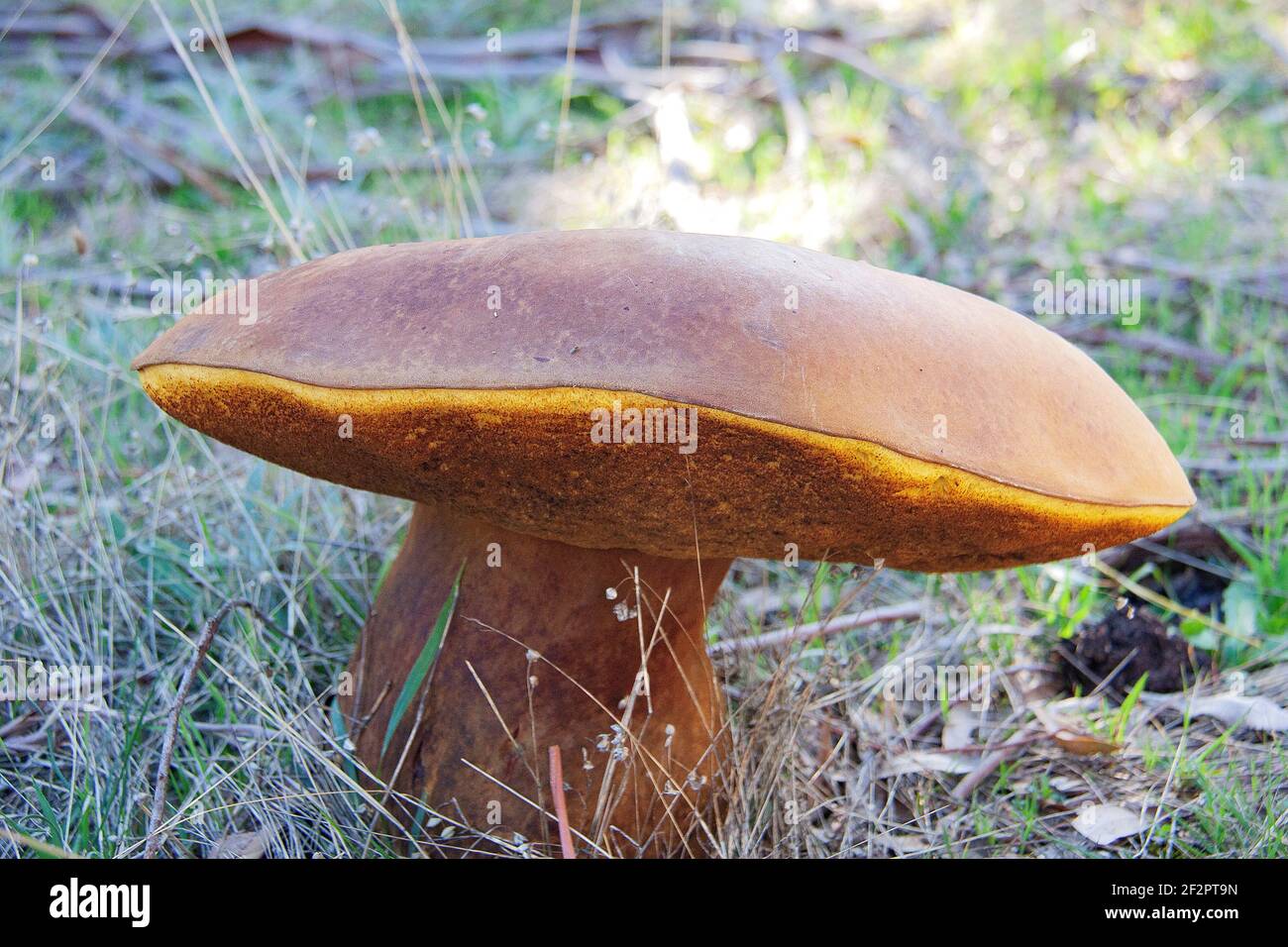 Bolete Fungi Stock Photo
