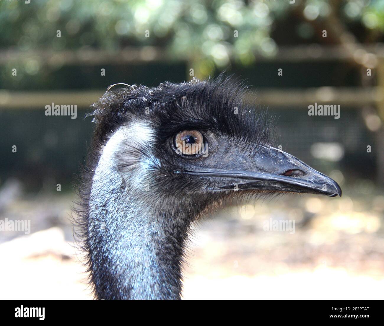 An Emu Head Stock Photo