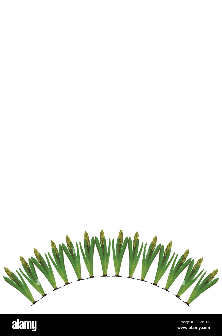 Spring. They cursed from the bulbs of hyacinth. Frame on a vertical ...