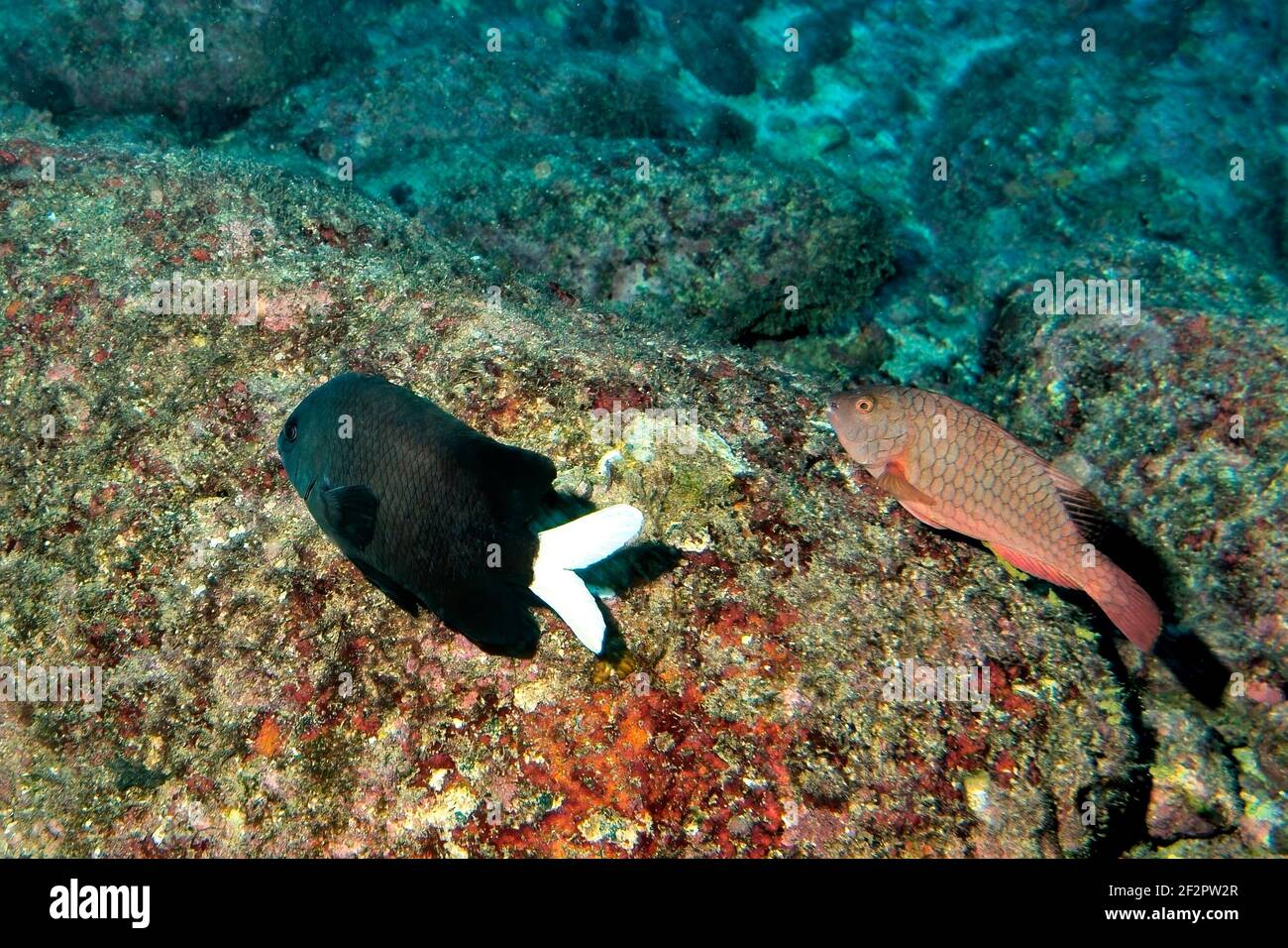 Cape Damsel, Black White Damselfish, "Similiparma hermani", Palmeira, Sal Island, Cabo Verde Stock Photo