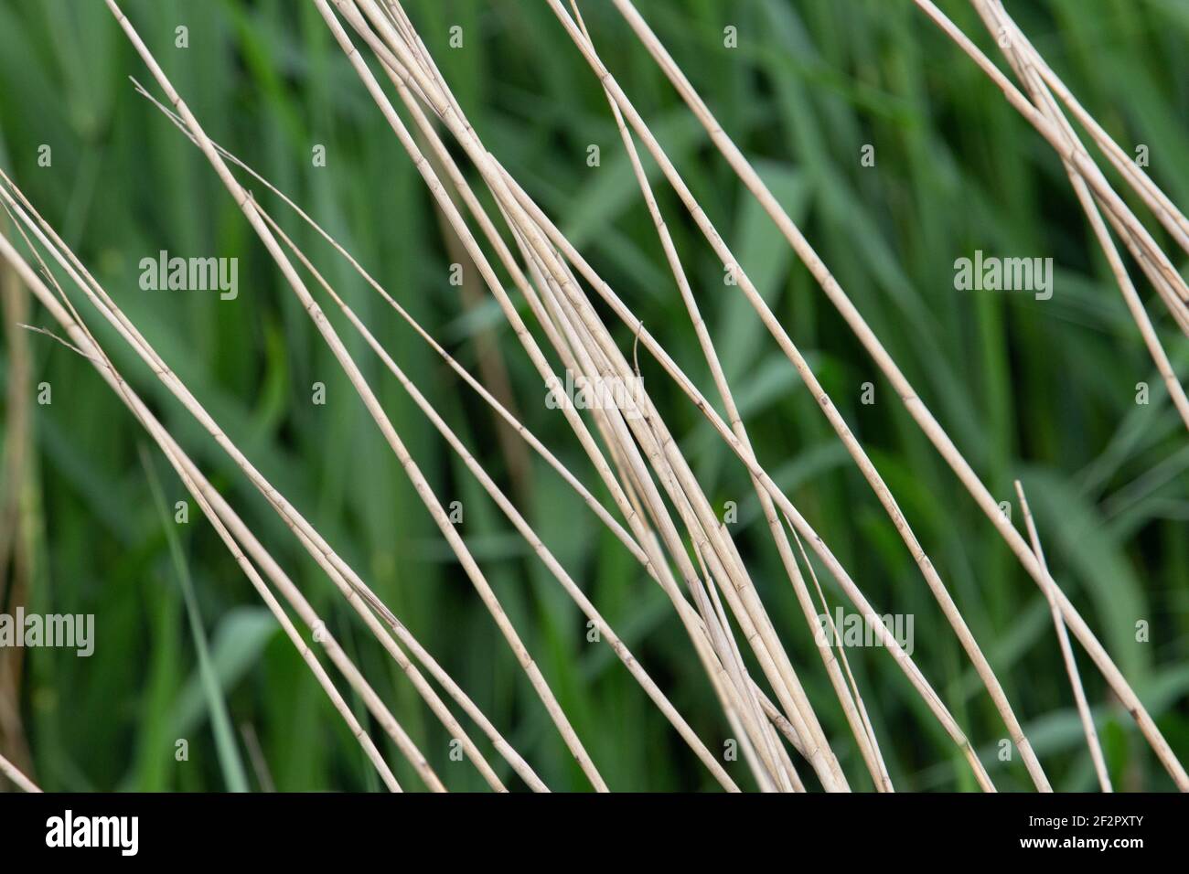 reeds waving in the wind with green reeds in the background Stock Photo