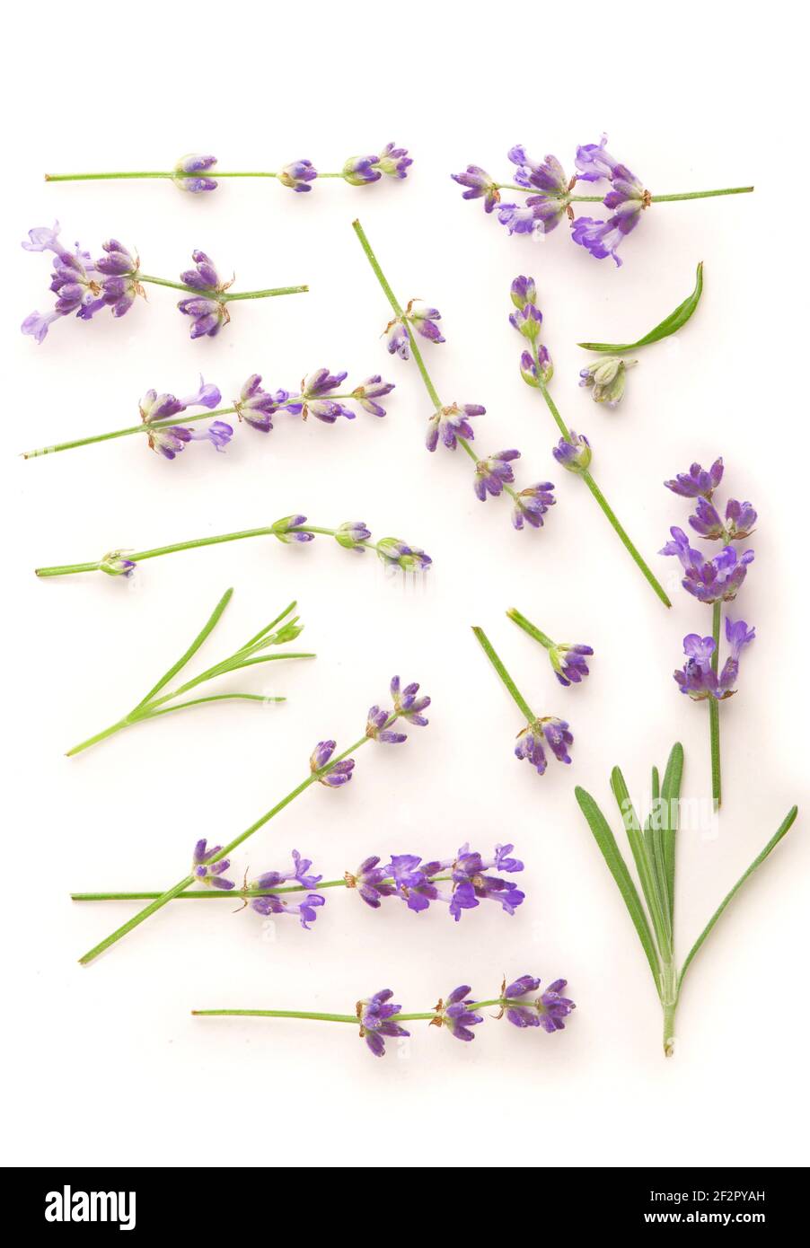Lavender flowers bundle on a white background Stock Photo - Alamy