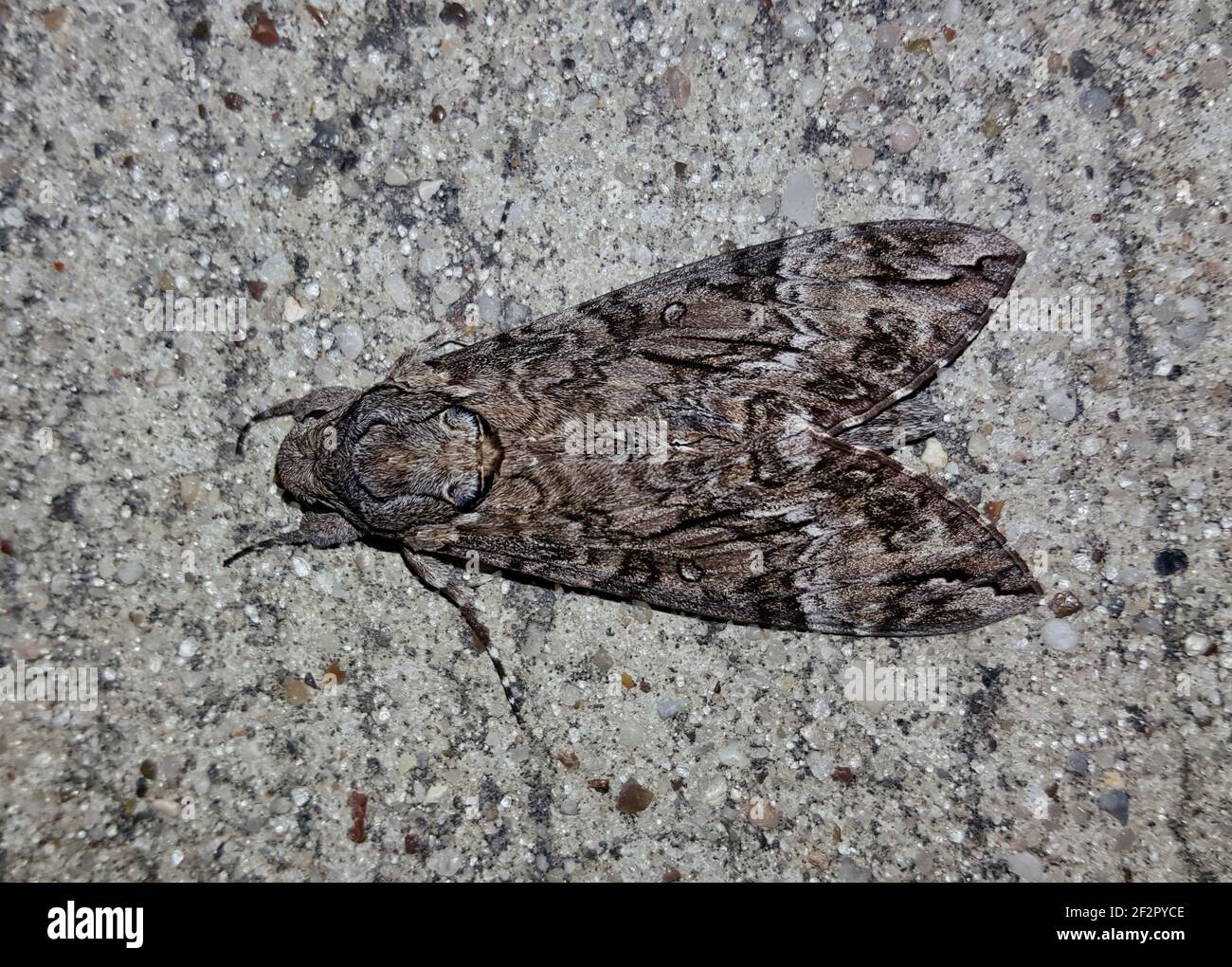 Insect Houston Pink-Spotted Hawkmoth (Agrius cingulata) dorsal view in Houston, TX on ...