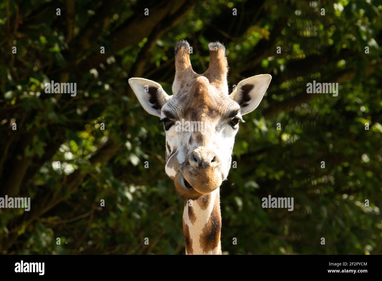Rothschild's giraffe (Giraffa camelopardalis rothschildi) a single adult Rothschild's giraffe chewing leaves Stock Photo