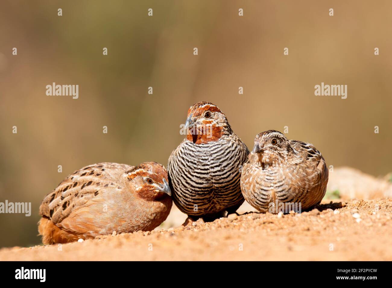 A family of jungle quails eating grains on the ground inside bushy jungles on the outskirts of Bangalore Stock Photo