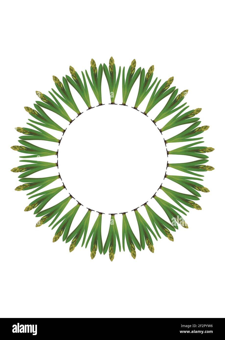 Spring. They cursed from the bulbs of hyacinth. Frame on a vertical ...