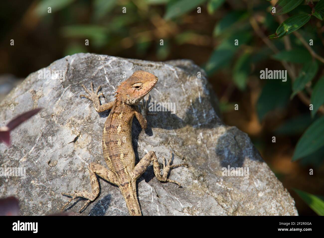 Lizard in the rock nature garden park Stock Photo