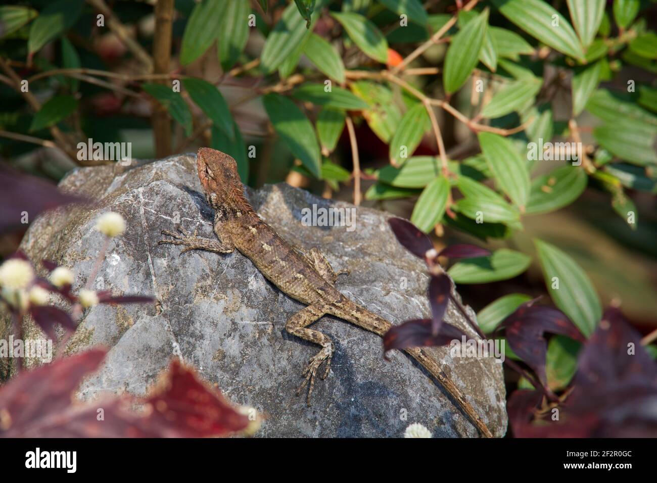 Lizard in the rock nature garden park Stock Photo
