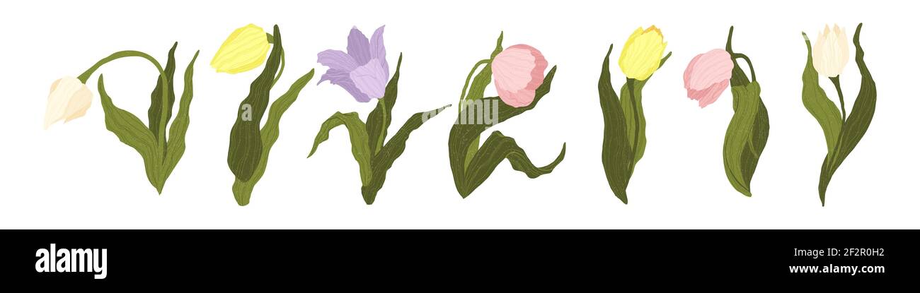 Tulips Collection. Vector hand drawn set of colorful tulips flowers isolated on white background. Wild spring wildflower with leaf in flat style. Symb Stock Vector