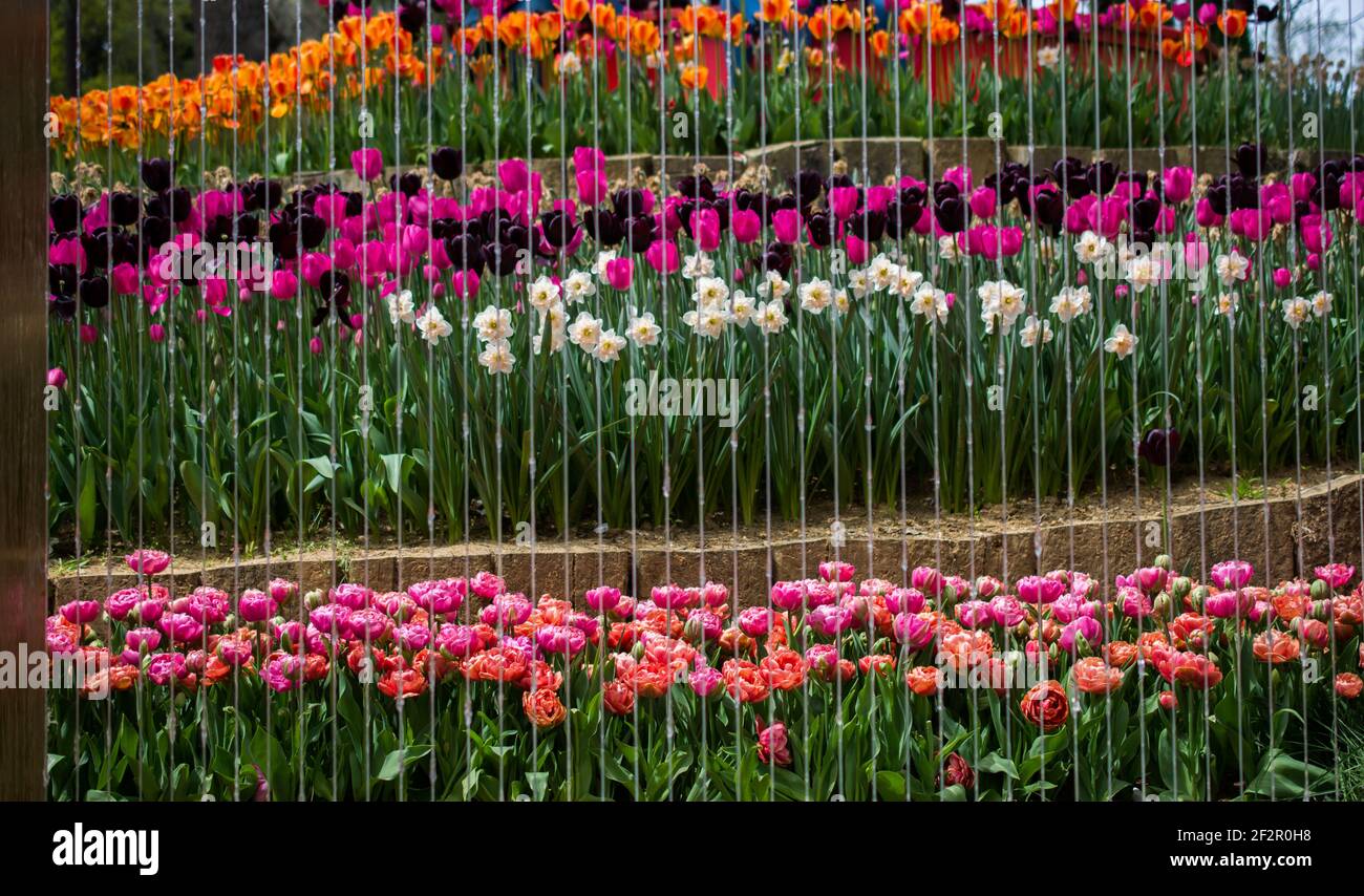 Colorful tulip flowers bloom in the spring garden Stock Photo - Alamy