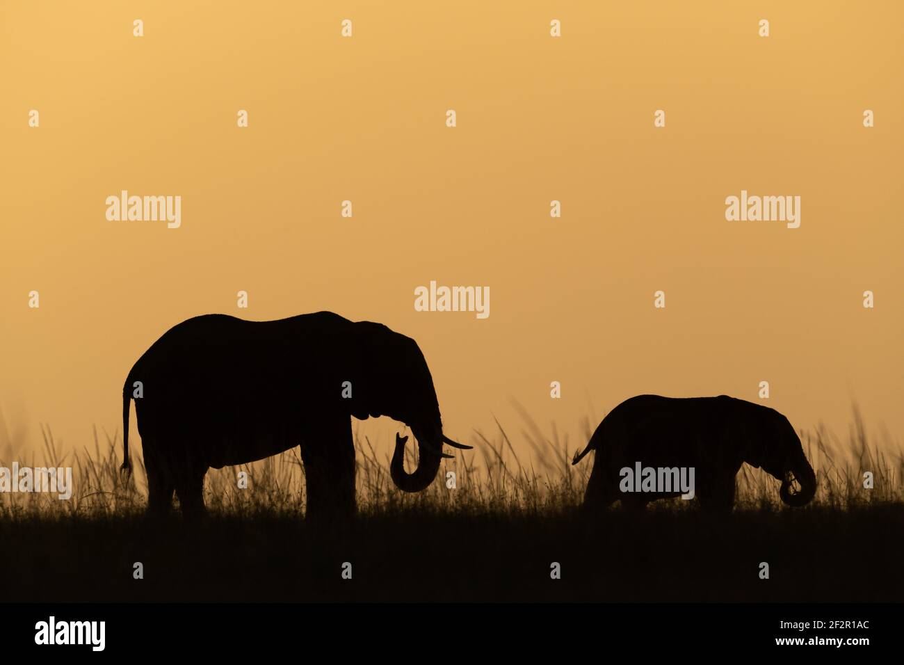 African bush elephant and calf on horizon Stock Photo - Alamy
