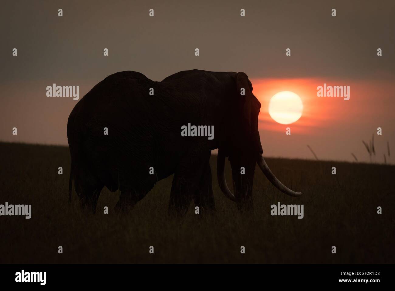 African bush elephant stands silhouetted at sunset Stock Photo - Alamy