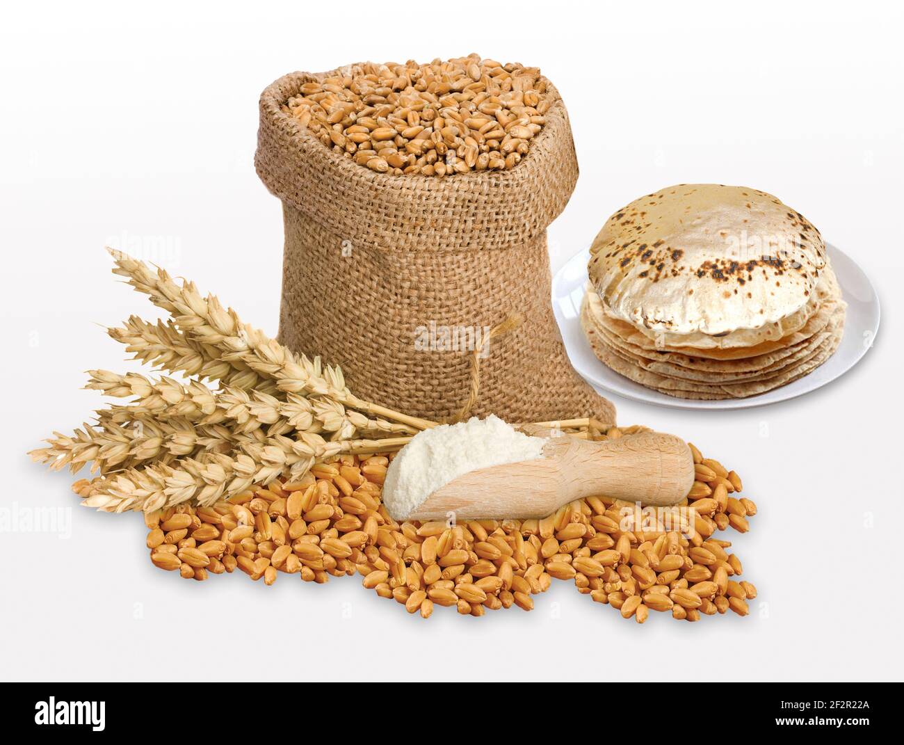 Indian Chapati, Fulka or Gehu Roti with wheat grains in background. It