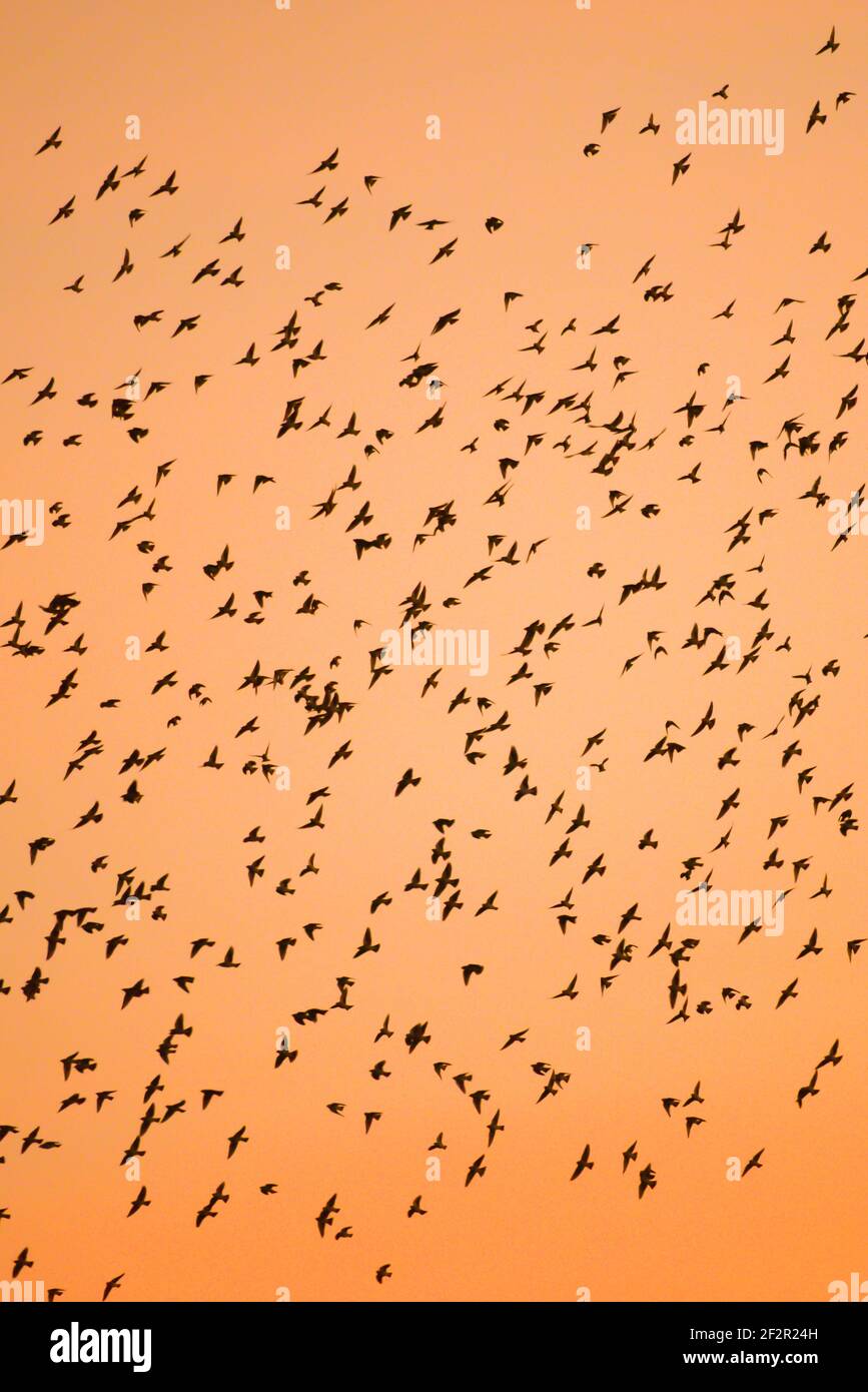 Magical flocks of Large Cuckoo-shrike birds flying in the sunset sky. migratory wild birds. Nature scene in winter near Laos and Thailand border. Stock Photo