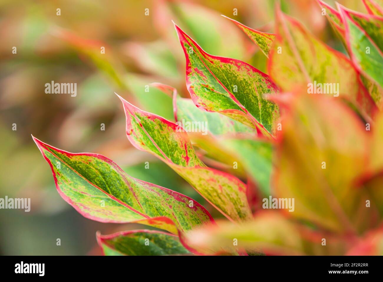 Colourful Aglaonema Siam Red (Chinese Evergreen) in a tropical nursery, bright and beautiful leaves, pink, red and green colours. Stock Photo