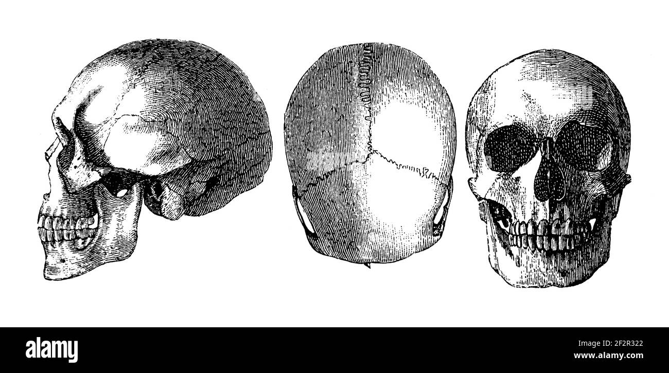 Antique illustration of skulls of Koroa Indians. Engraving published in Systematischer Bilder-Atlas zum Conversations-Lexikon, Ikonographische Encyklo Stock Photo