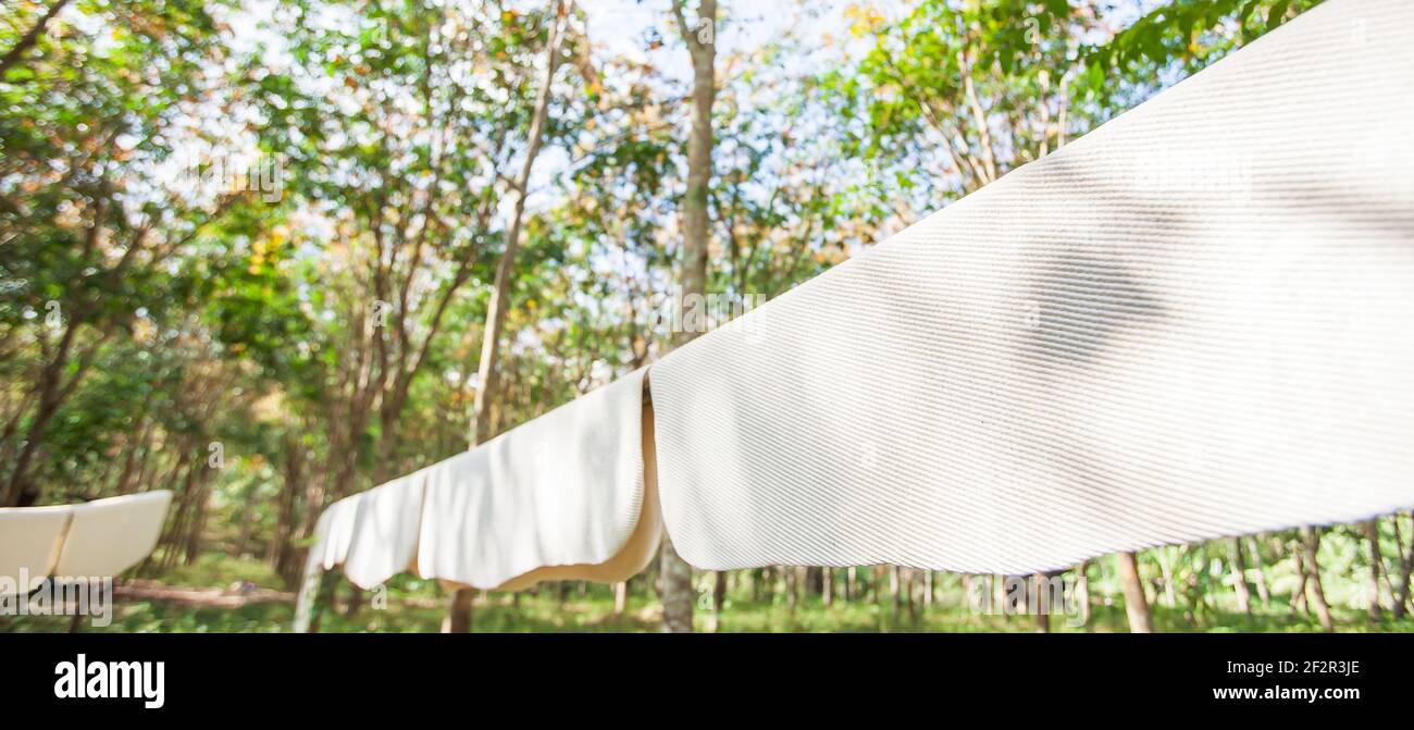 Raw rubber sheets on bamboo rack in rubber plantation on sunny summer, natural rubber air dried sheets, local agriculture in South Thailand. Stock Photo
