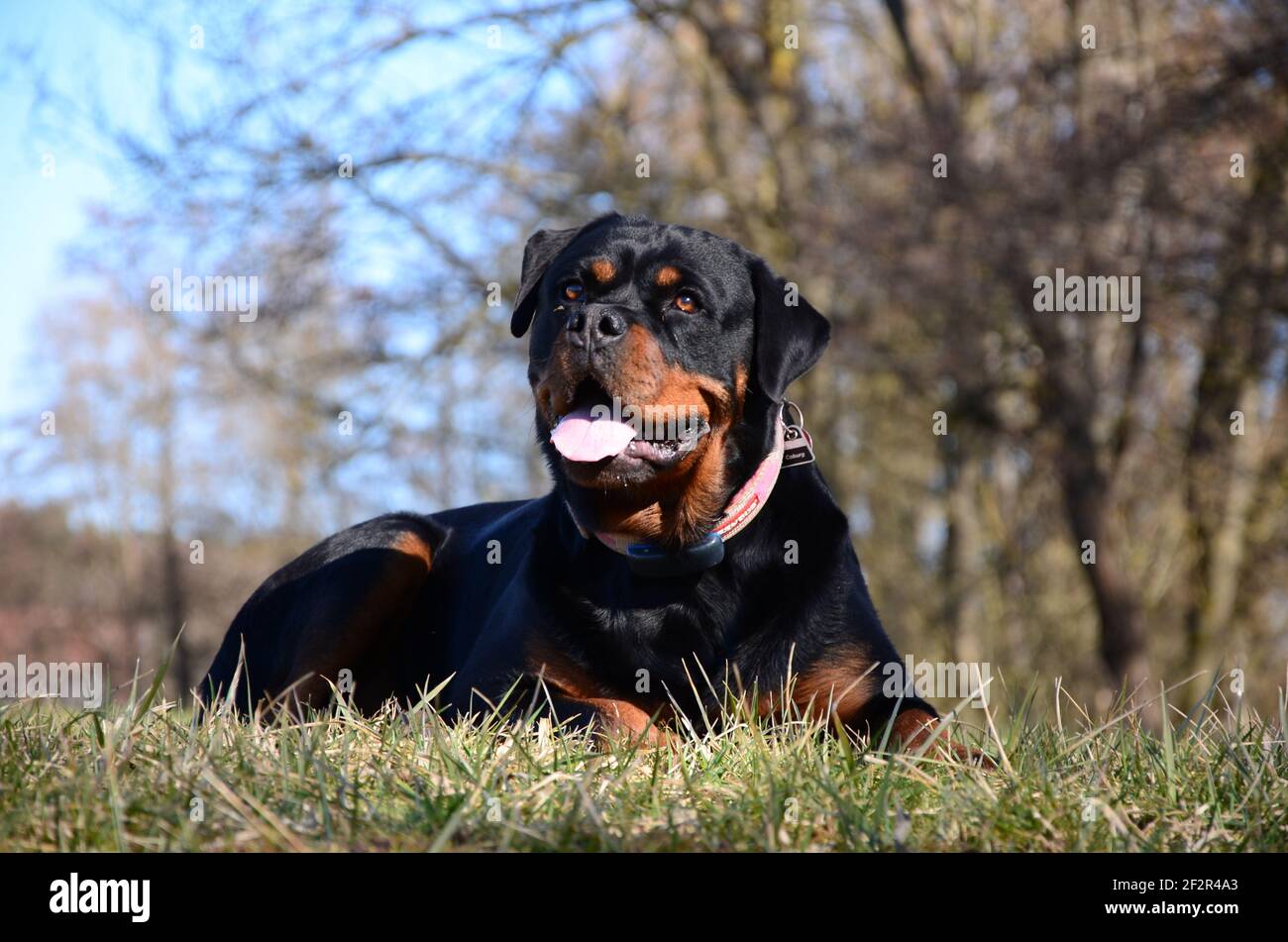 An adorable Rottweiler lying on the green grass in a park Stock Photo An adorable Rottweiler lying on the green grass in a park Stock Photo