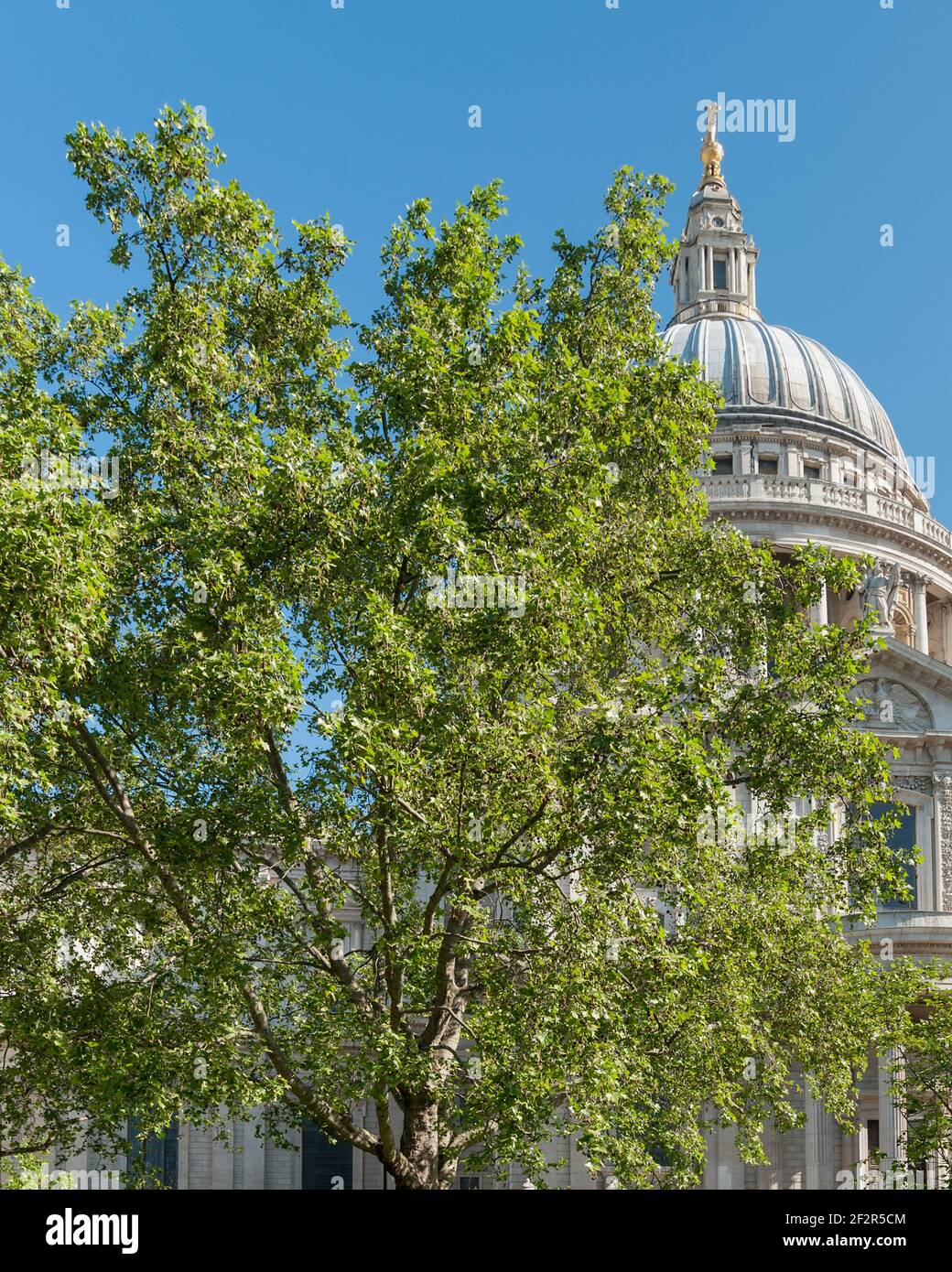 LONDON, UK - MAY 24, 2010:  The dome of St Paul's Cathedral seen through spring foliage Stock Photo