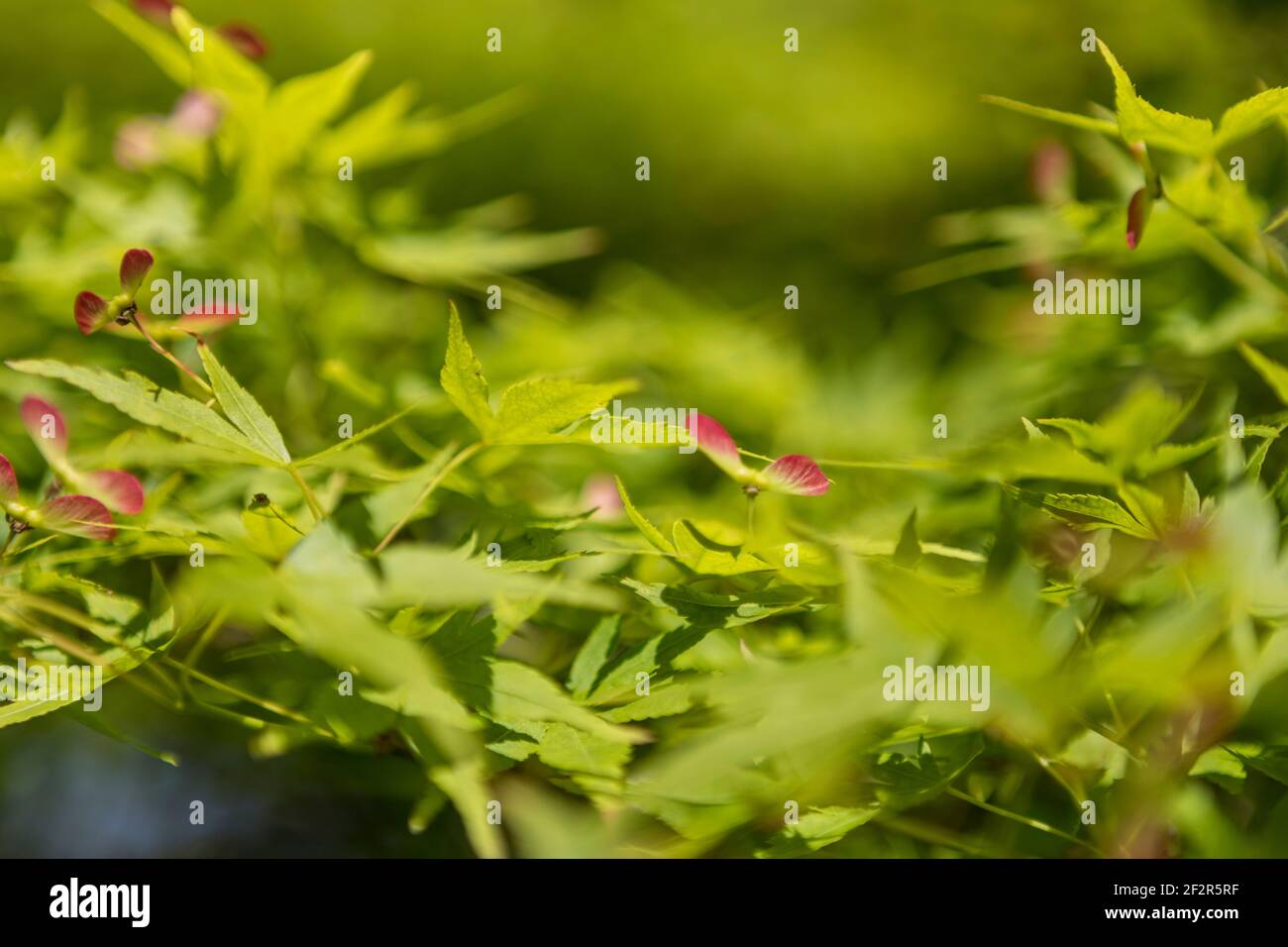 Soft focus gardens landscapes hi-res stock photography and images - Alamy