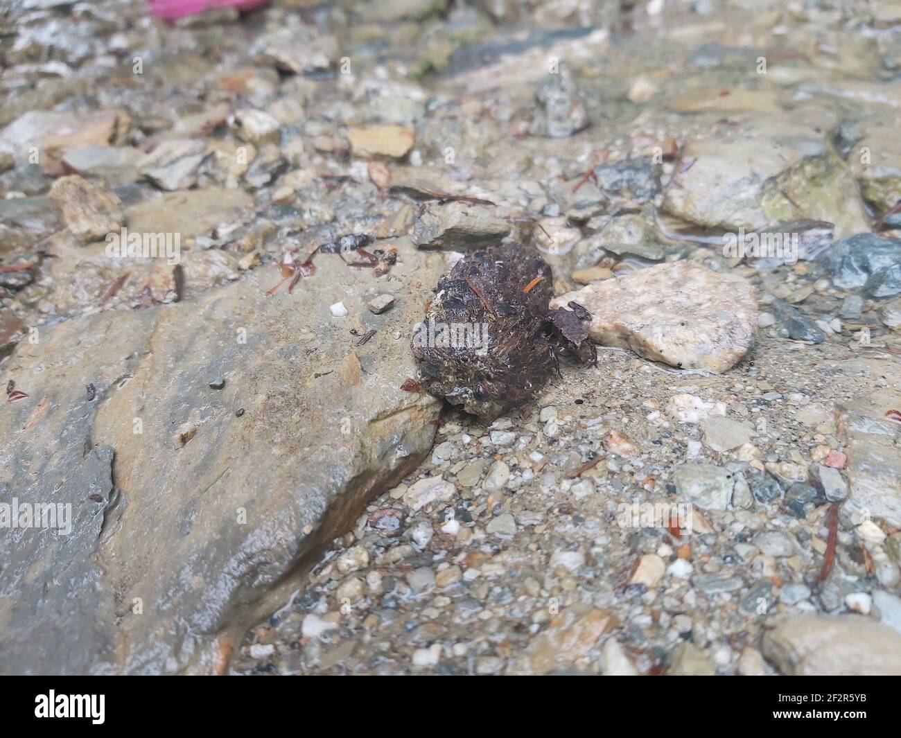 Tiny frog hopping along downhill next to a tiny stream Stock Photo