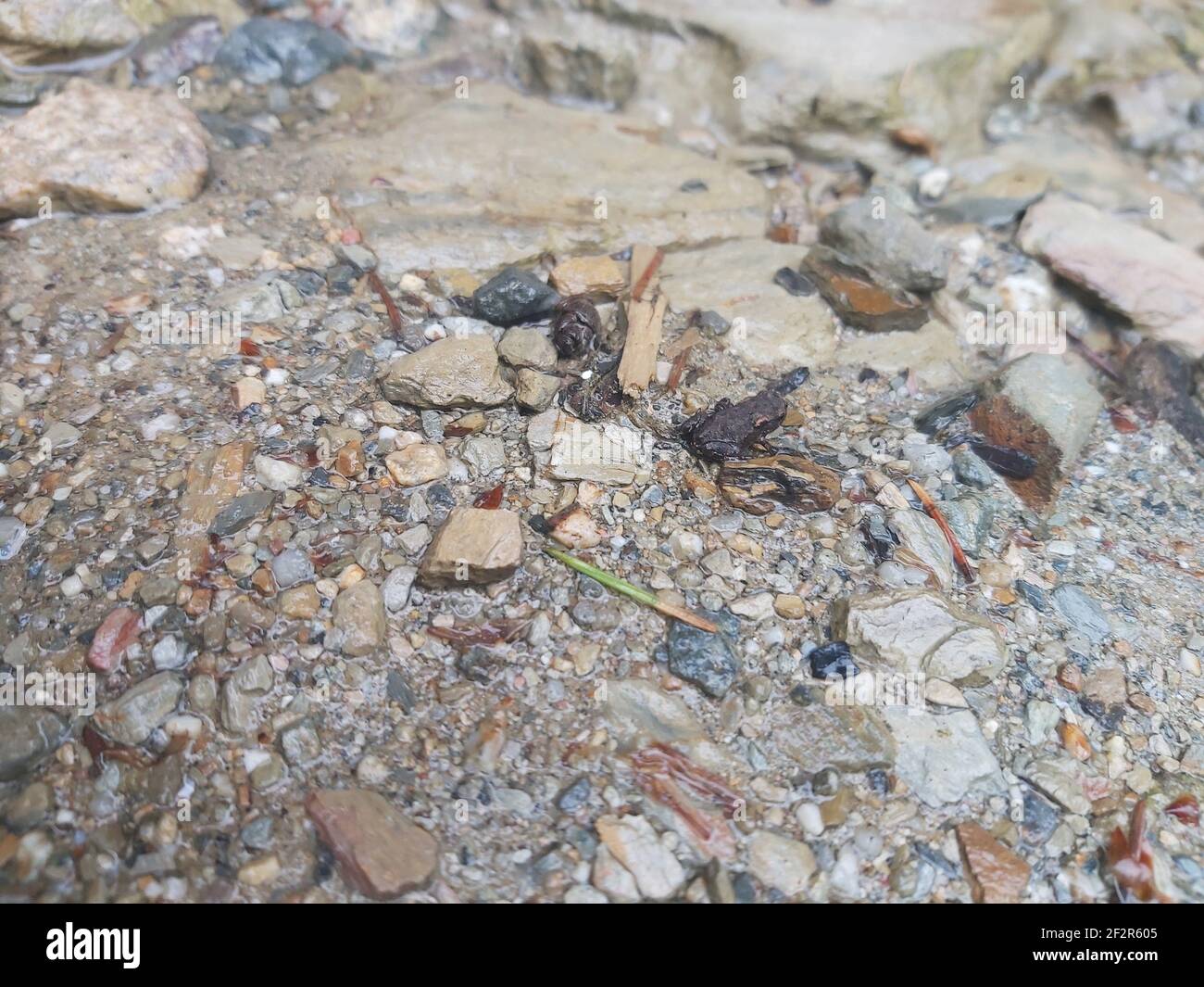 Tiny frog hopping along downhill next to a tiny stream Stock Photo