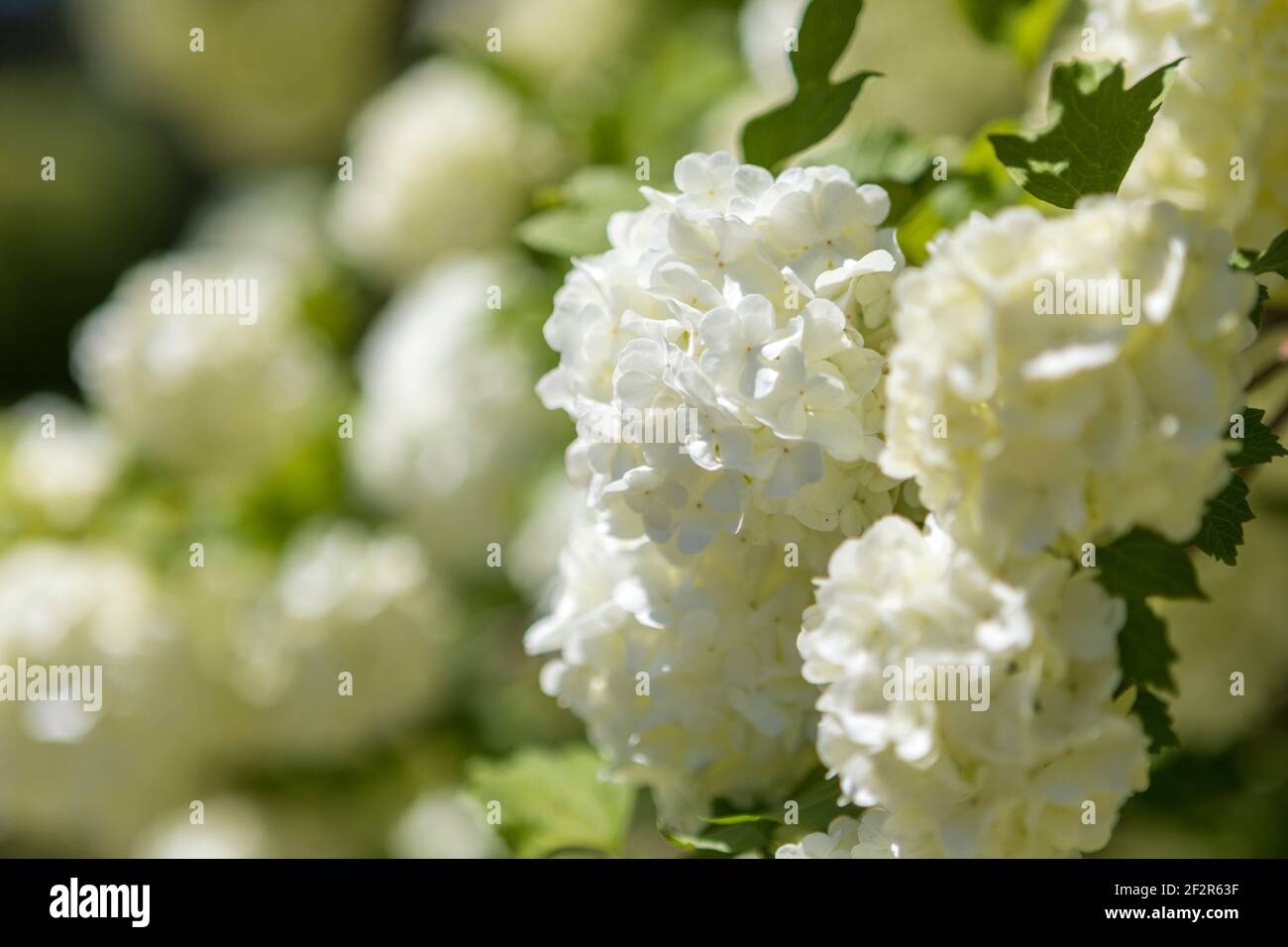 Closeup of large white flowers on green bush. Snowball Tree Or Viburnum Opulus Stock Photo Alamy