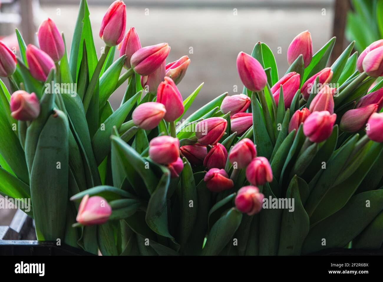 Bouquet of pink tulips close-up, a beautiful bouquet of tulips on the ...