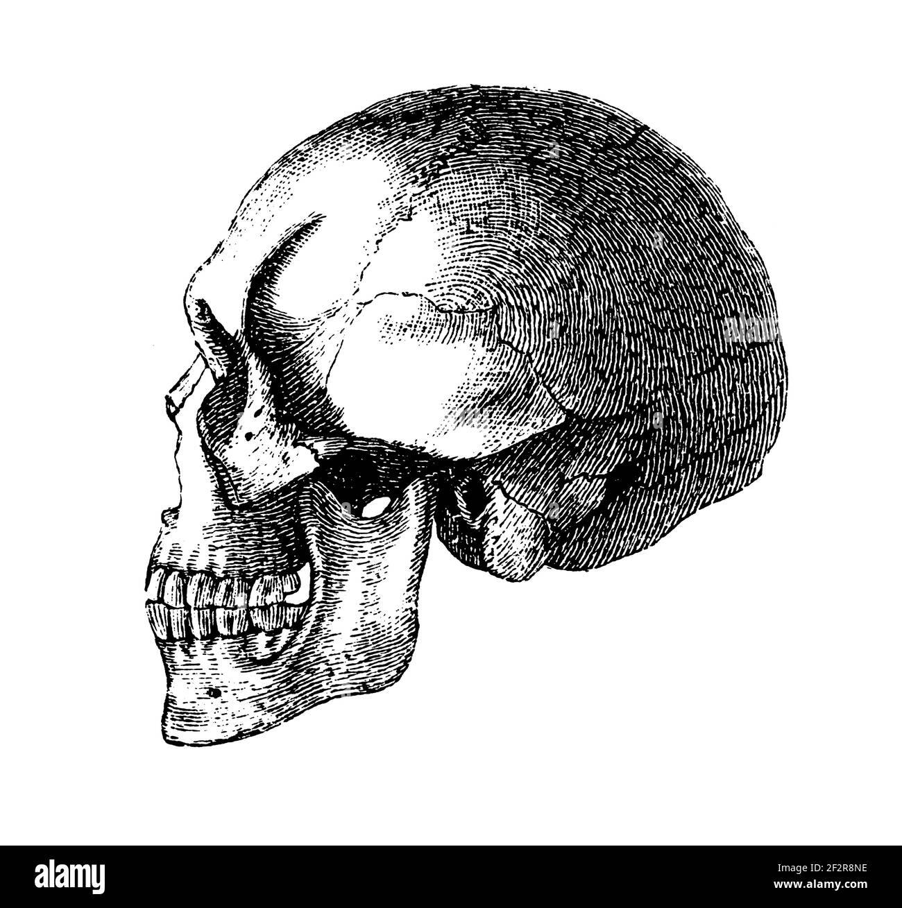 Antique illustration of skulls of Koroa Indians. Engraving published in Systematischer Bilder-Atlas zum Conversations-Lexikon, Ikonographische Encyklo Stock Photo