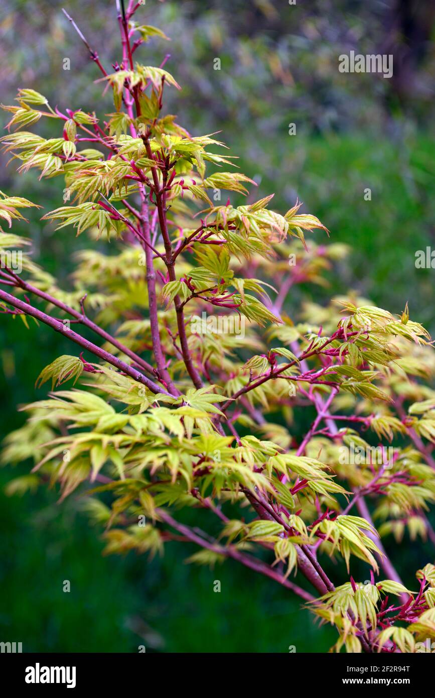 Acer Japonicum Aconitifolium,Full Moon Maple,spring leaves,spring
