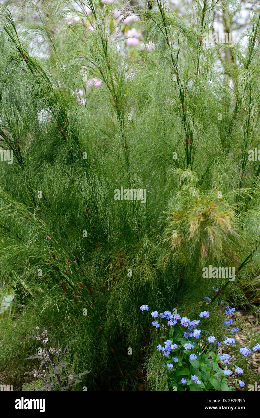 Cannomois grandis,Forget-me-not,Myosotis,evergreen,evergreens, planting scheme,mixed planting scheme,restio,restios,garden,RM Floral Stock Photo