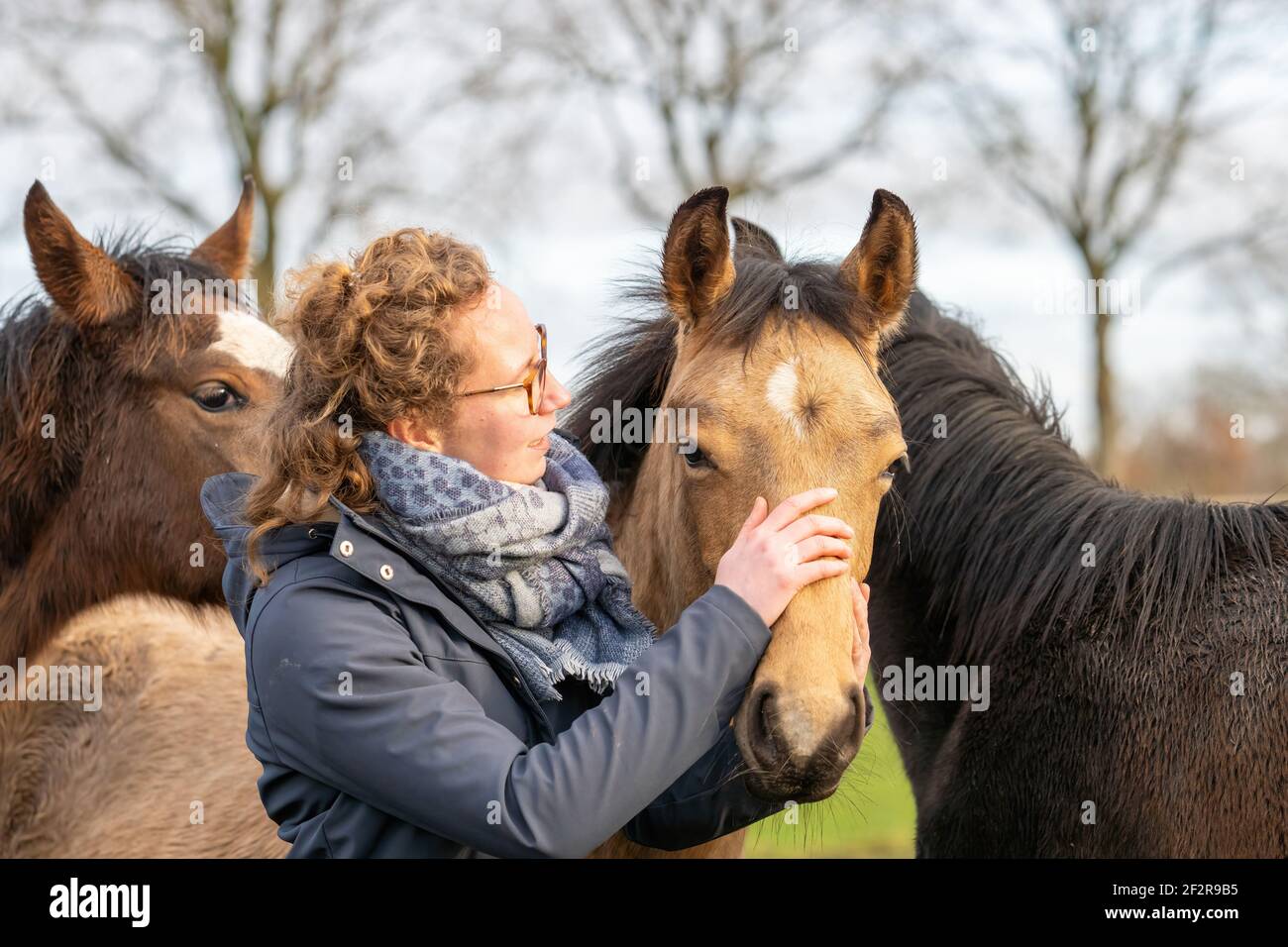 Brushing Horse High Resolution Stock Photography and Images Alamy