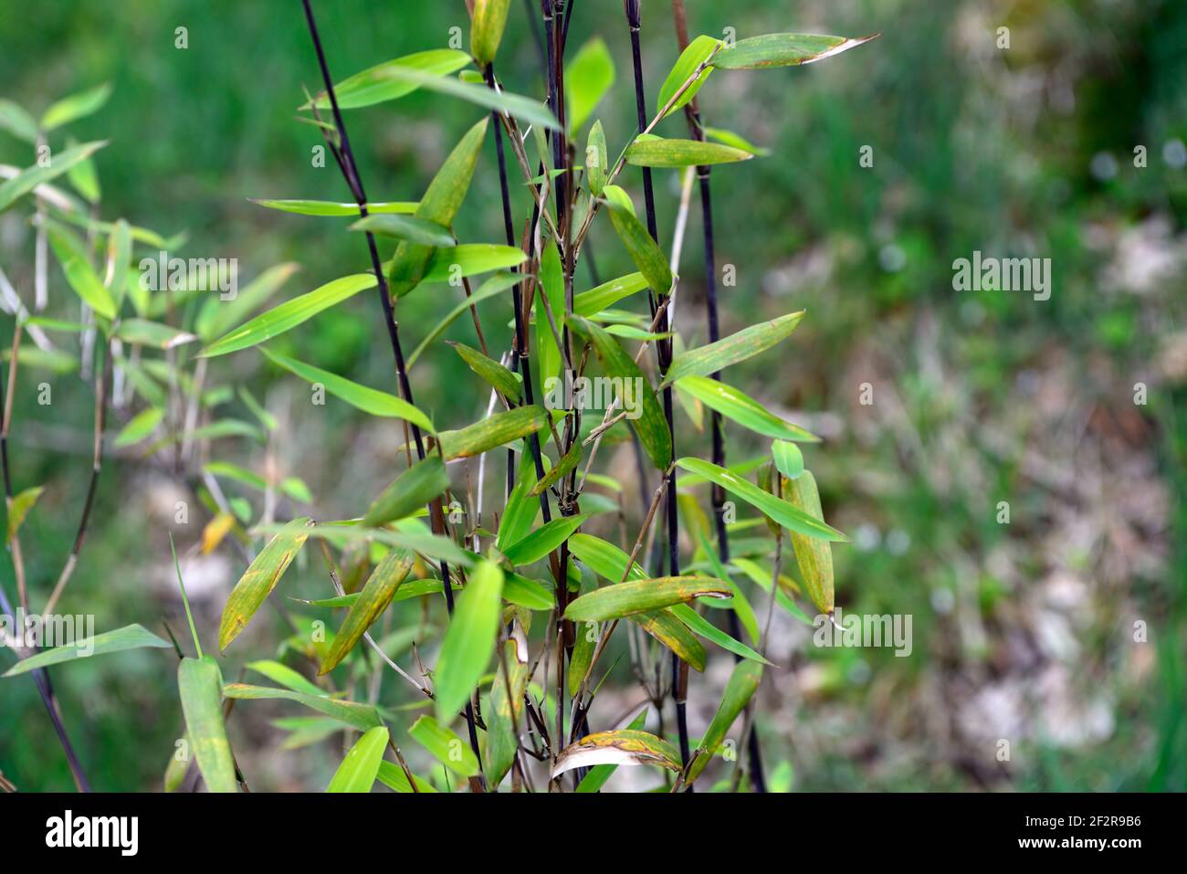 Gerry black hi-res stock photography and images - Alamy