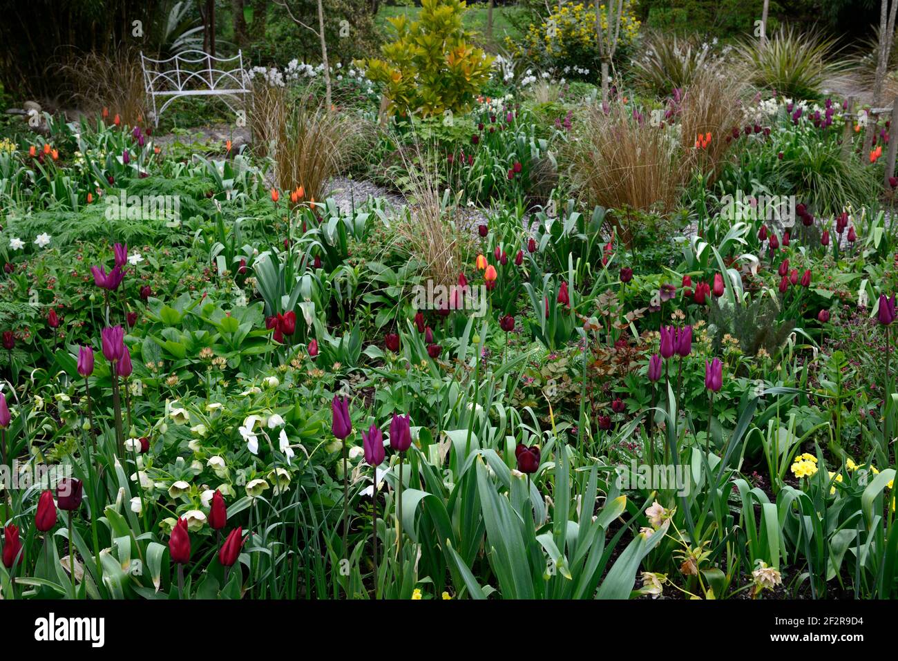narcissus poeticus polar ice,tulipa burgundy,tulipa jan reus,tulipa orange ballerina,tulip,tulips,mixed planting scheme,mixed border,spring in the gar Stock Photo